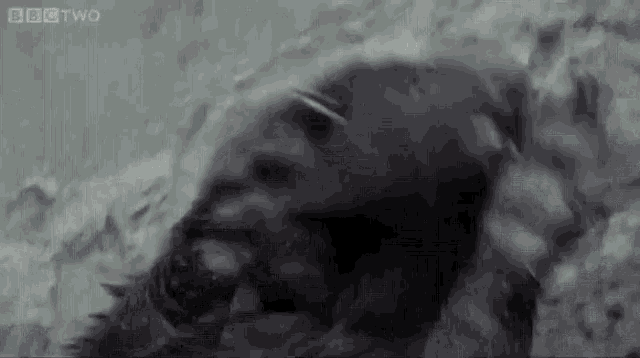 A dancing badger